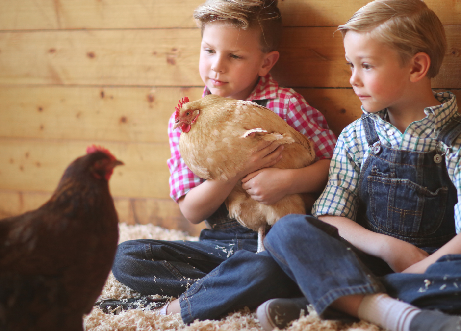 Chicken Chores for Young Children