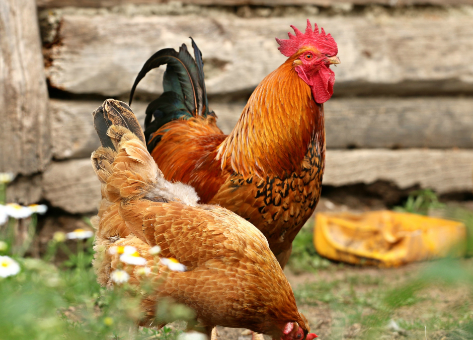 What to Know Before You Start Raising Chickens
