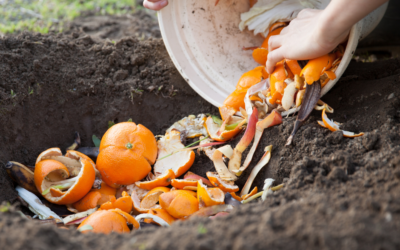 Composting Do’s and Don’ts: What to Add and What to Avoid