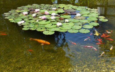 4 Key Pond Maintenance Tips for a Thriving Pond All Year