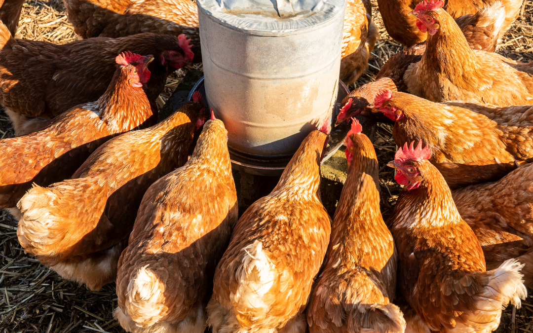 Boosting Chicken Health: Probiotics & Electrolytes in Seasonal Shifts